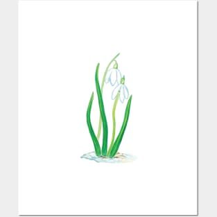 Snowdrops - Galanthus Posters and Art